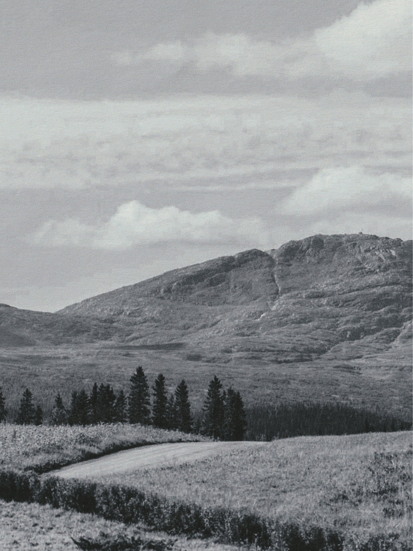 White Forest – Hand Cream